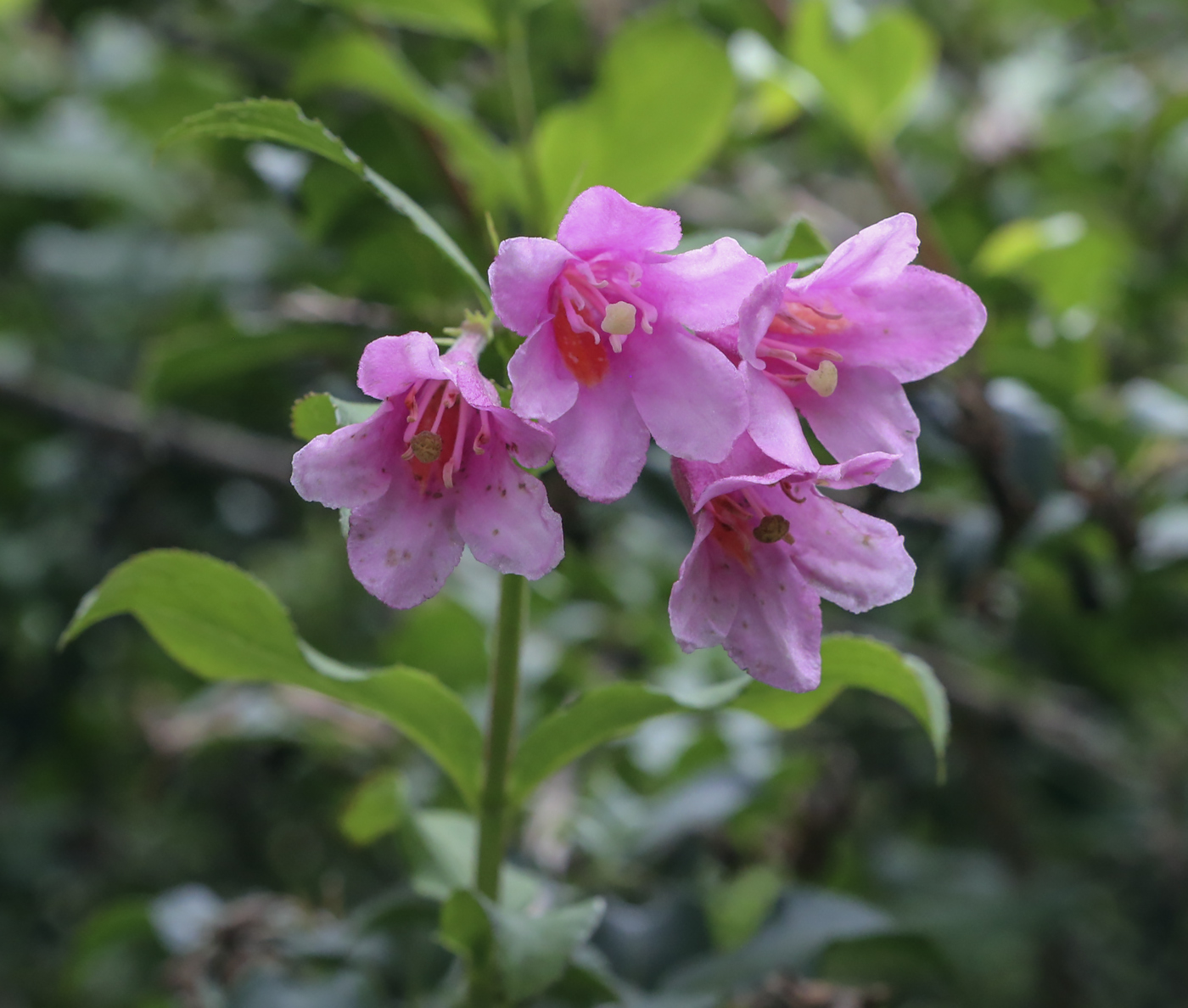 Image of Weigela praecox specimen.