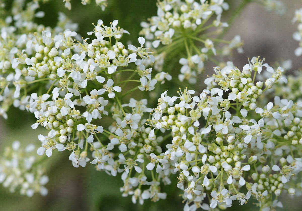 Изображение особи Cardaria draba.