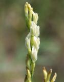 Astragalus asper