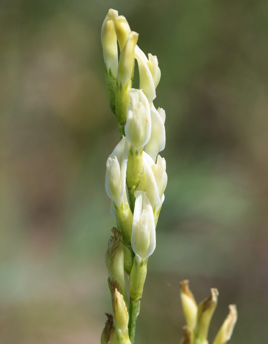 Image of Astragalus asper specimen.