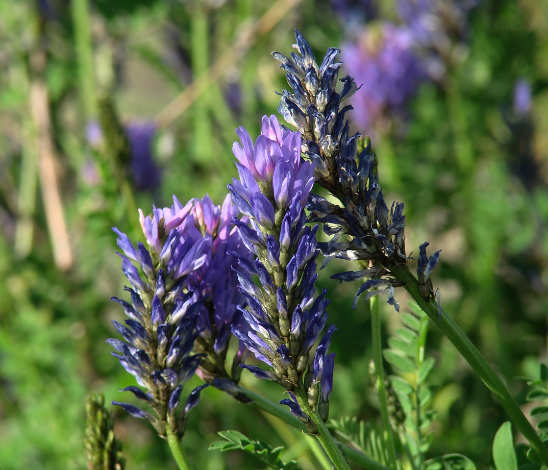 Image of Astragalus adsurgens specimen.