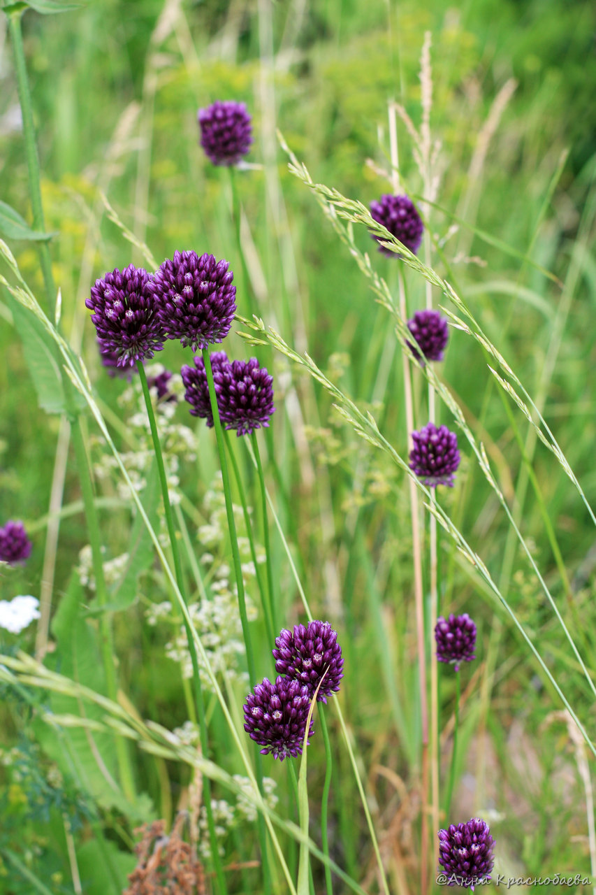 Image of Allium rotundum specimen.