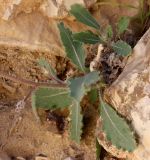 Diplotaxis harra