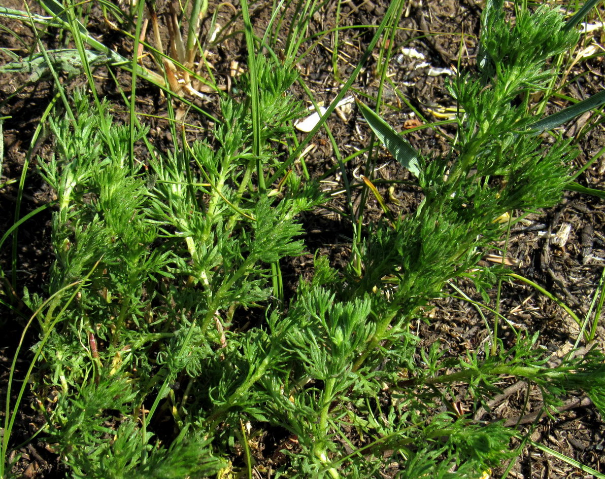 Image of Artemisia martjanovii specimen.