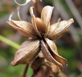 Scheuchzeria palustris