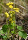 Viola biflora. Цветущее растение. Красноярский край, г. Норильск, окр. р-на Талнах, на склоне горы. 13.06.2020.