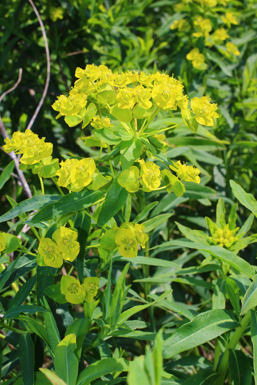 Изображение особи Euphorbia lucida.