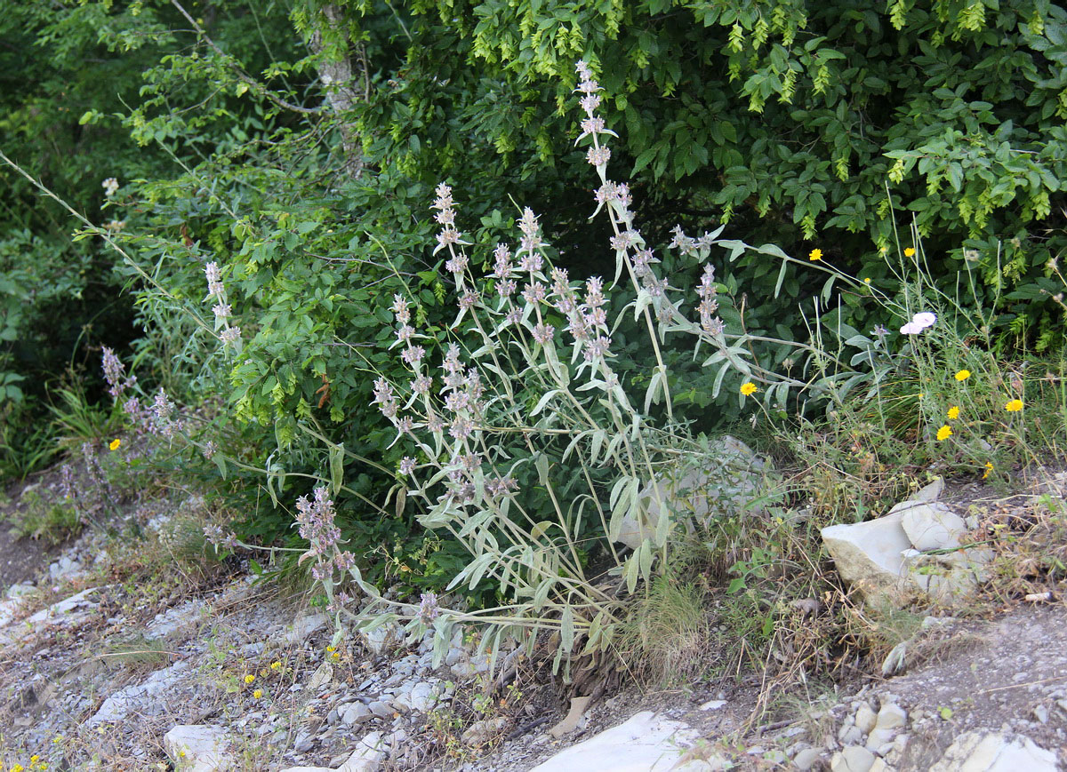 Image of Stachys velata specimen.