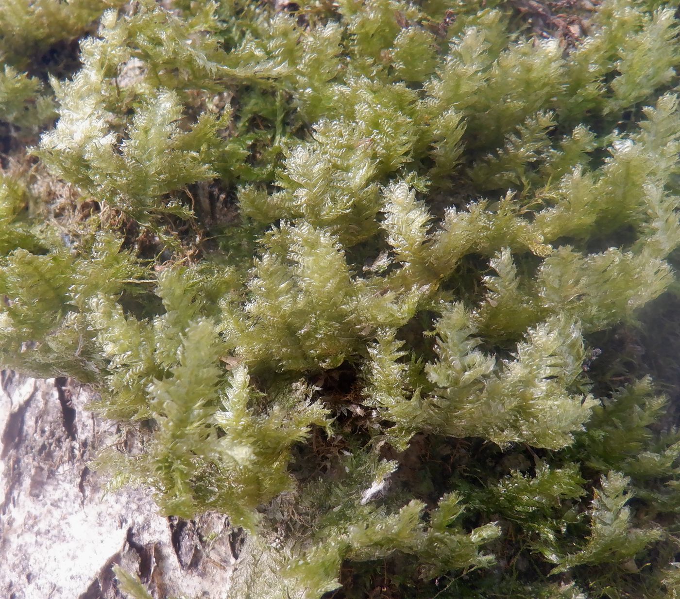 Image of Neckera pennata specimen.