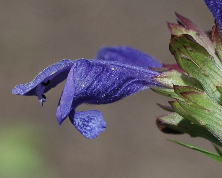 Image of Dracocephalum ruyschiana specimen.