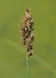 Carex appropinquata