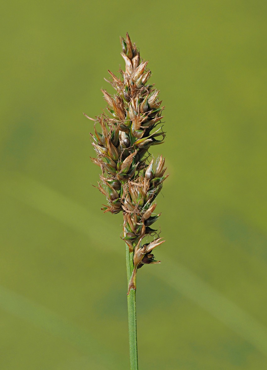 Image of Carex appropinquata specimen.