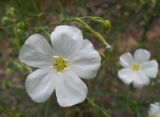 Linum austriacum