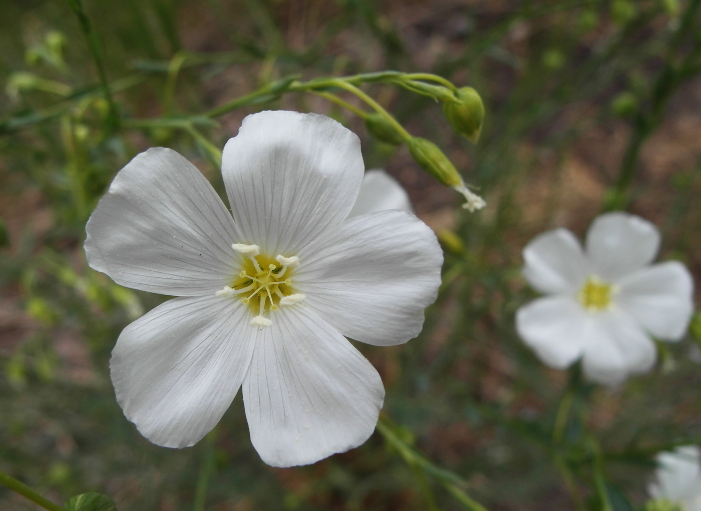 Изображение особи Linum austriacum.