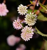 Persicaria capitata