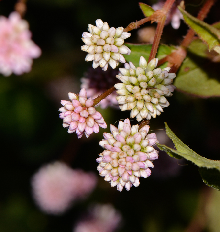 Image of Persicaria capitata specimen.