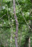 genus Vitis