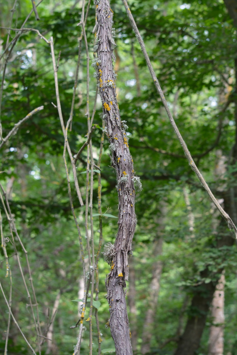 Image of genus Vitis specimen.