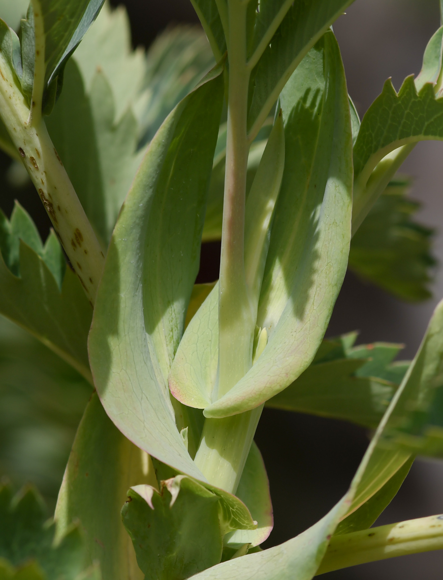 Изображение особи Melianthus major.