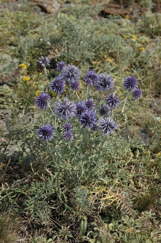 Image of Echinops ruthenicus specimen.