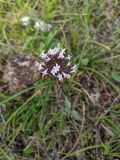 Valeriana capitata