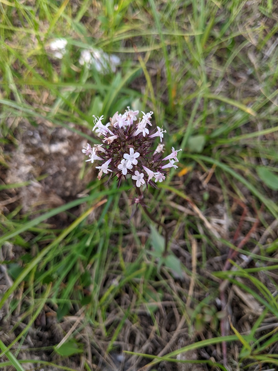 Изображение особи Valeriana capitata.