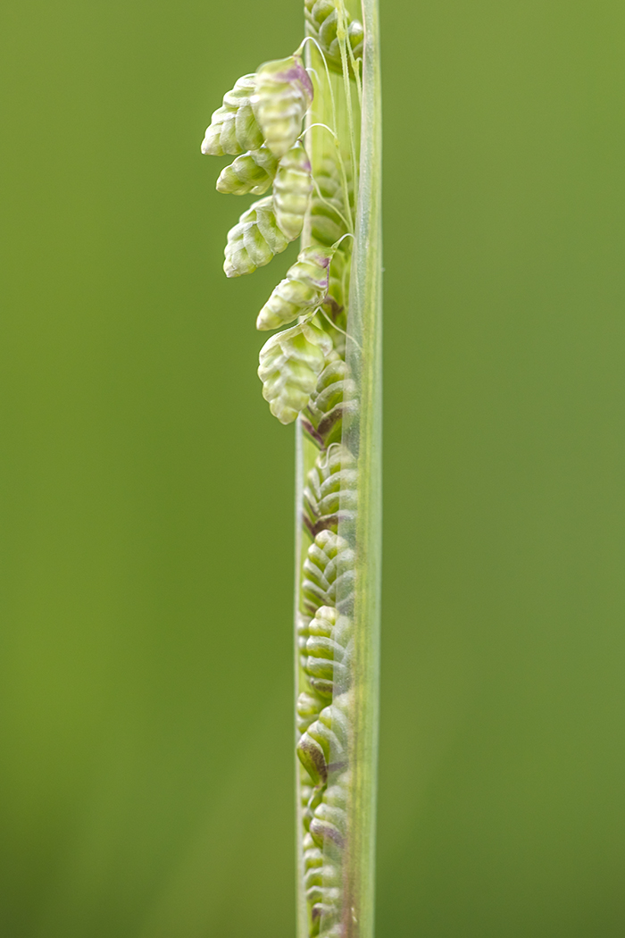 Image of Briza elatior specimen.