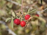 Rosa beggeriana. Соплодие. Узбекистан, хребет Нуратау, Нуратинский заповедник, урочище Хаятсай, около 1600 м н.у.м., каменистый склон. 25.09.2021.