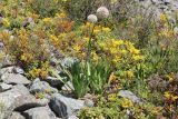 Allium nutans