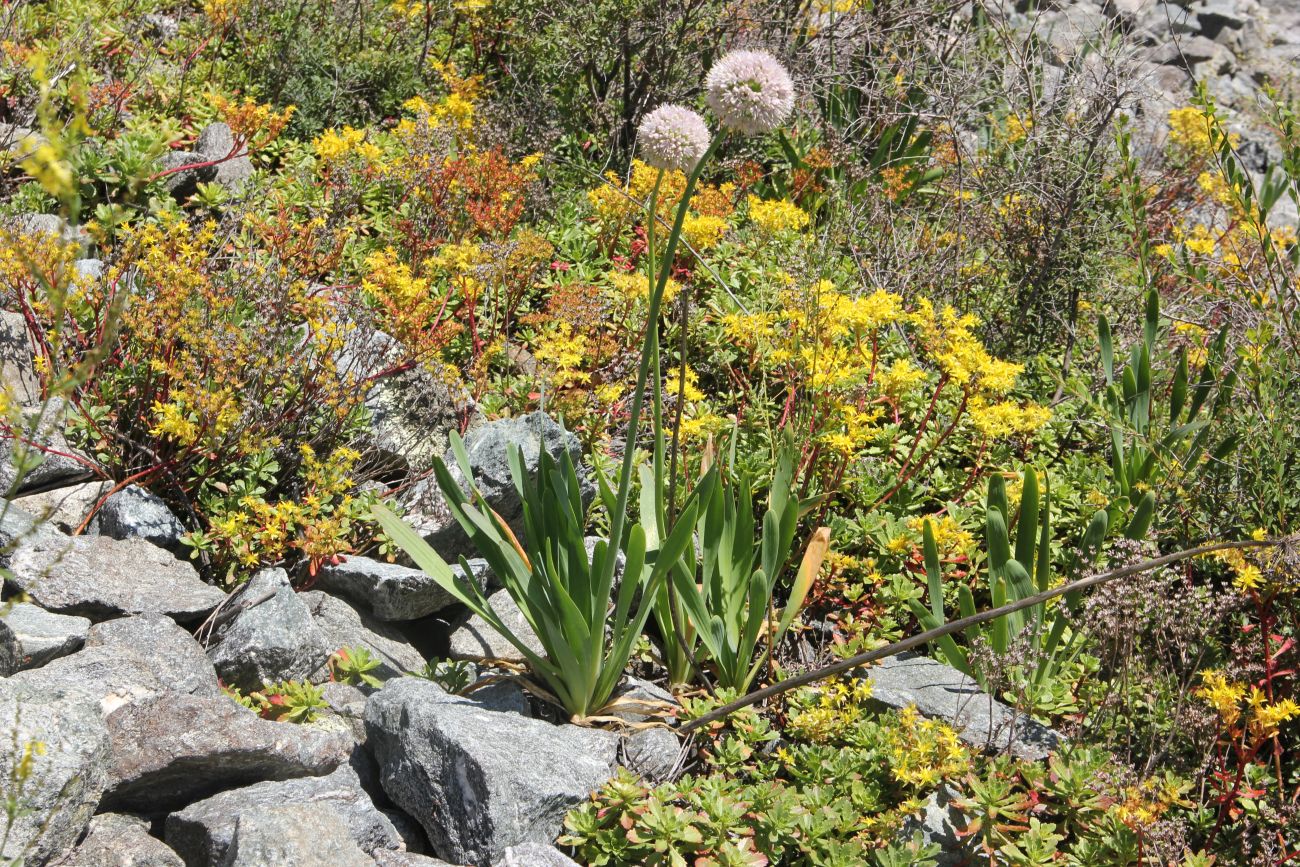 Image of Allium nutans specimen.