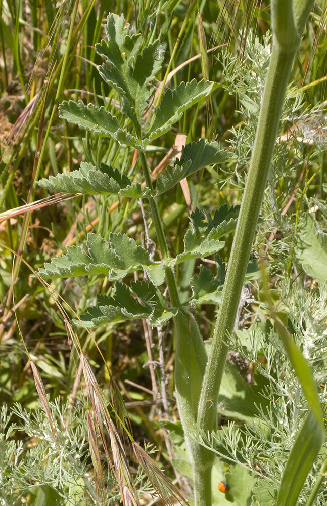 Изображение особи Pastinaca clausii.