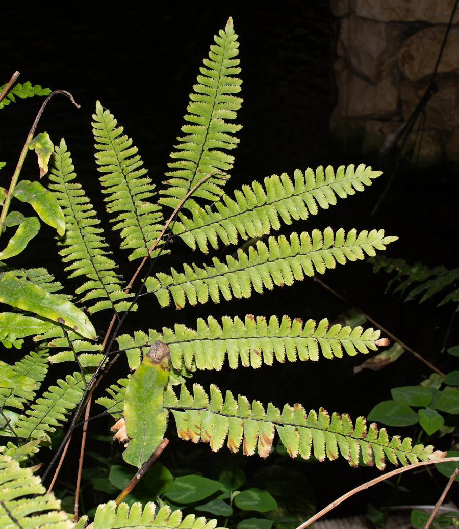 Изображение особи род Adiantum.