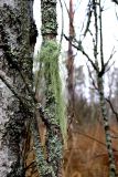Usnea dasopoga