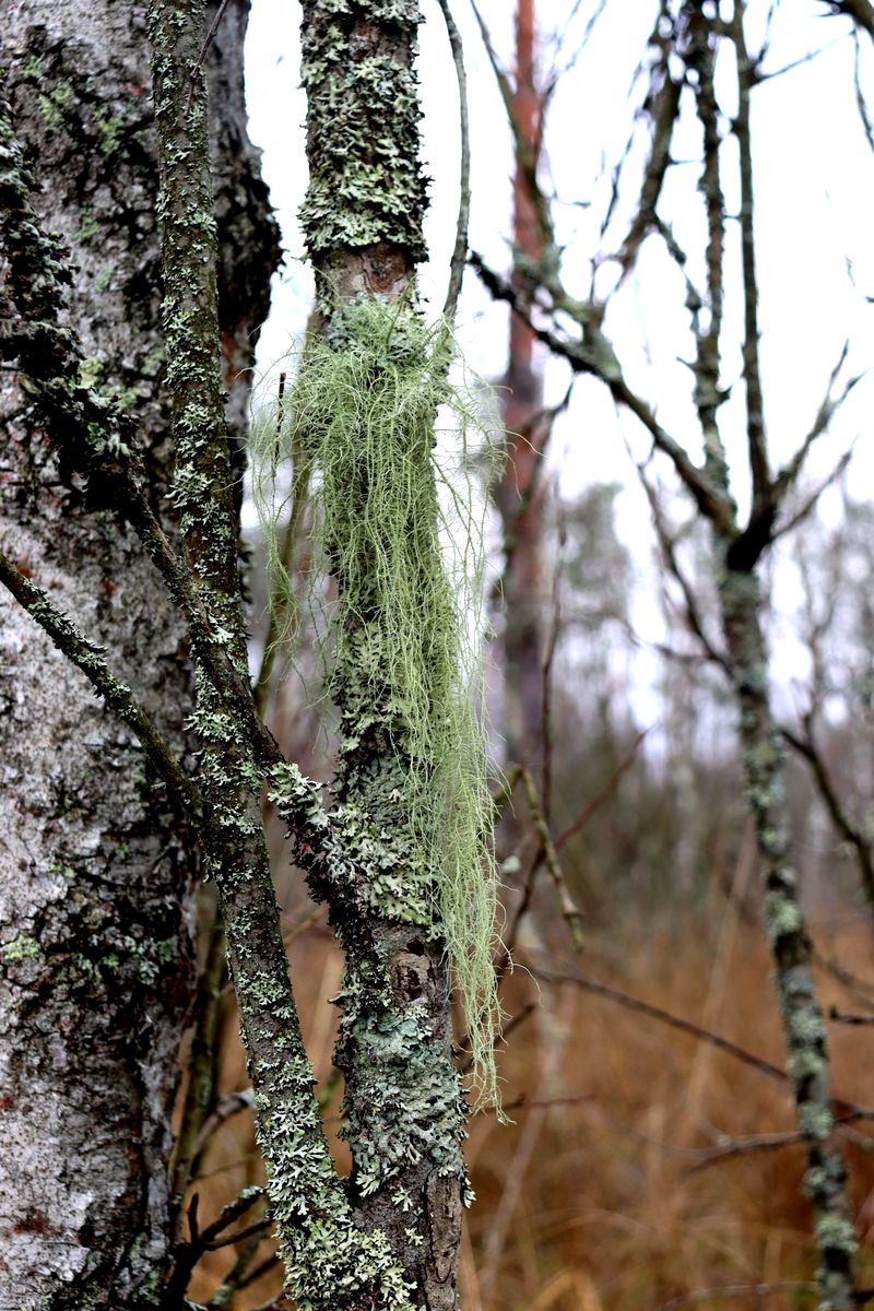 Image of Usnea dasopoga specimen.
