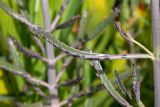 Image of taxon representative. Author is Зоя Эль
