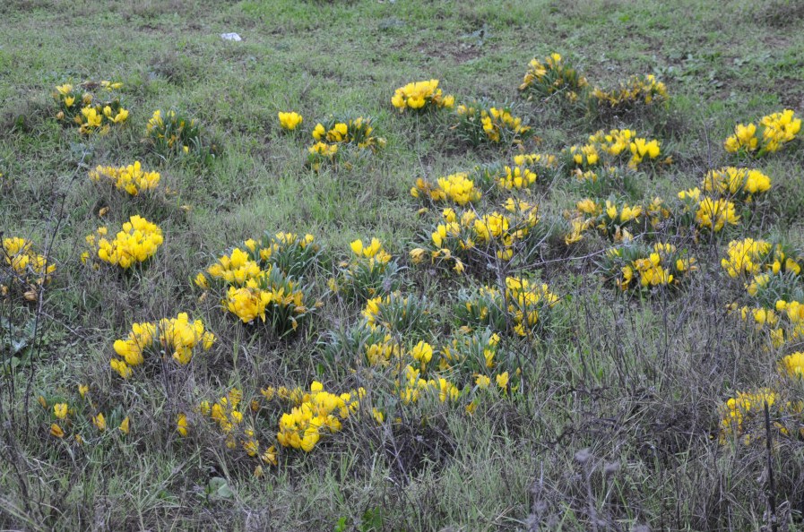 Image of Sternbergia lutea specimen.