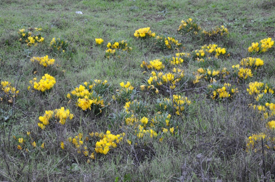 Изображение особи Sternbergia lutea.