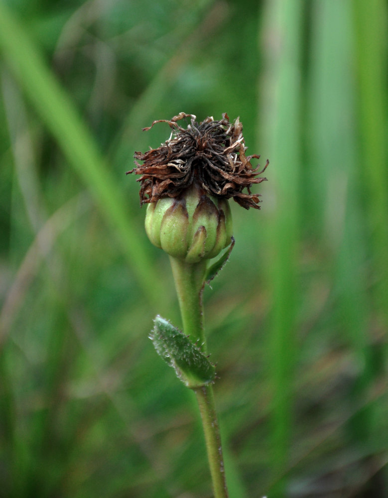 Изображение особи Trommsdorffia ciliata.