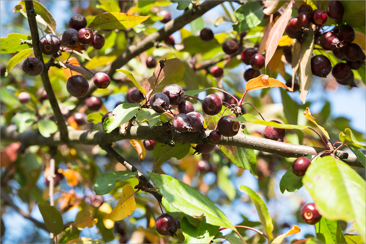 Image of genus Malus specimen.