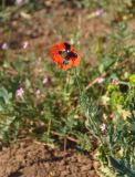 Papaver stevenianum. Цветущее растение. Крым, Ленинский р-н, с. Новоотрадное, подножие степного склона. 10.05.2021.