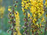 Ligularia subsagittata. Общие соцветия с корзинками в разной степени зрелости. Кабардино-Балкарская Республика, Черекский р-н, Кабардино-Балкарский высокогорный заповедник, территория альплагеря «Безенги», лужайка у ручья. 16.08.2021.