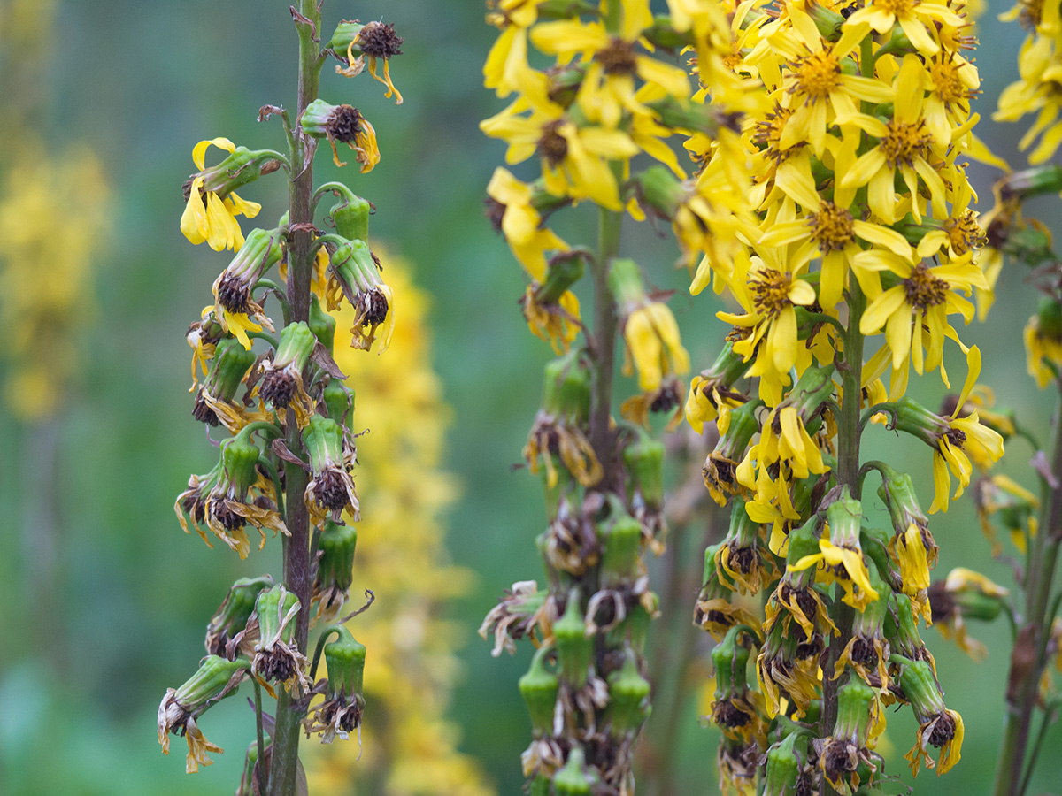 Изображение особи Ligularia subsagittata.