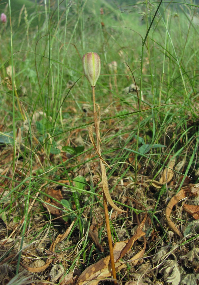 Изображение особи Fritillaria ophioglossifolia.