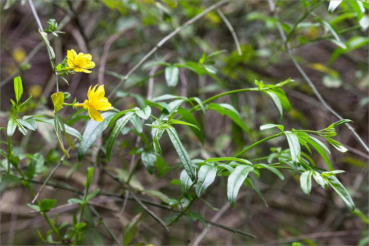 Image of Jasminum mesnyi specimen.