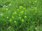 Euphorbia procera