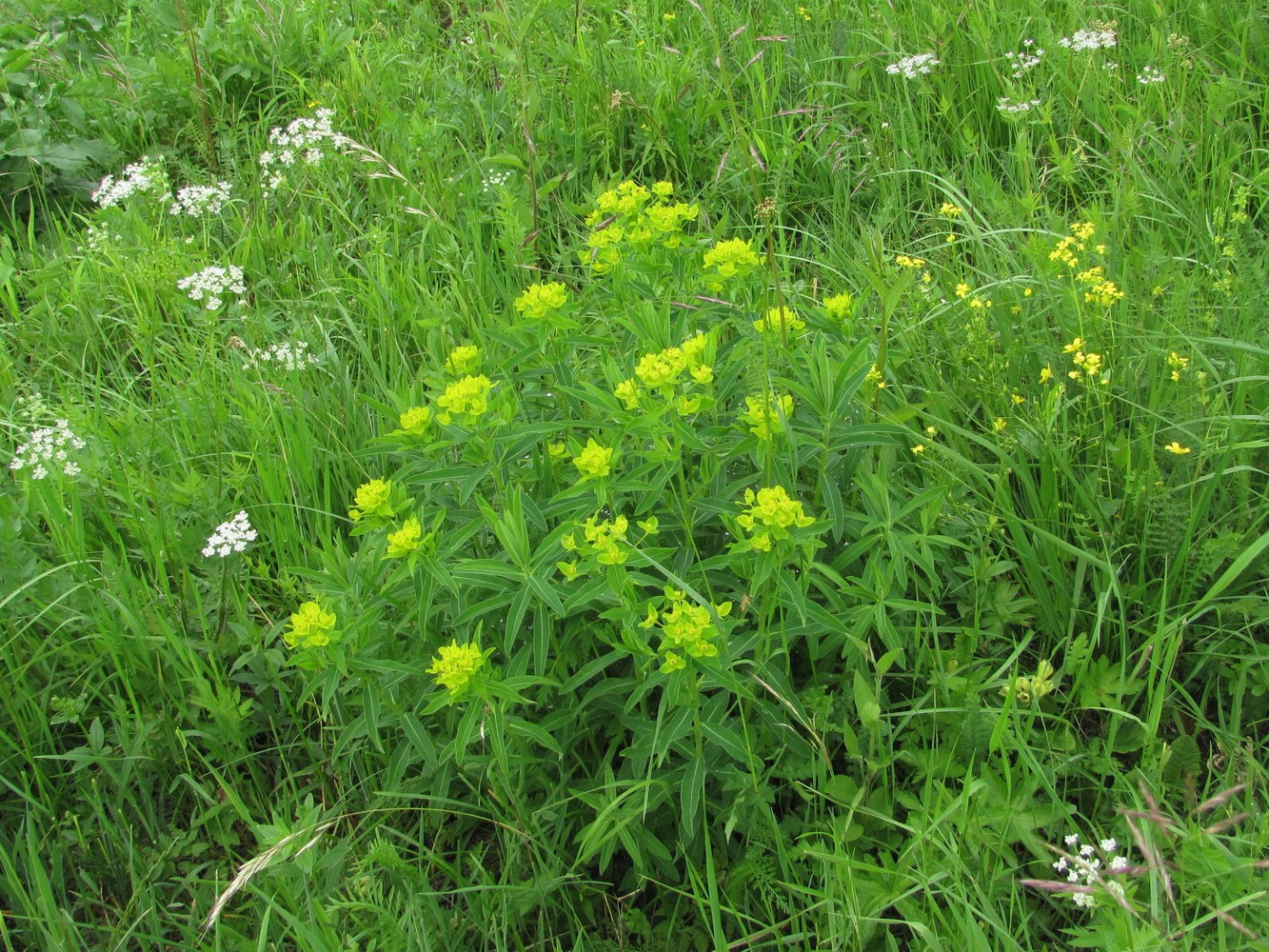 Изображение особи Euphorbia procera.