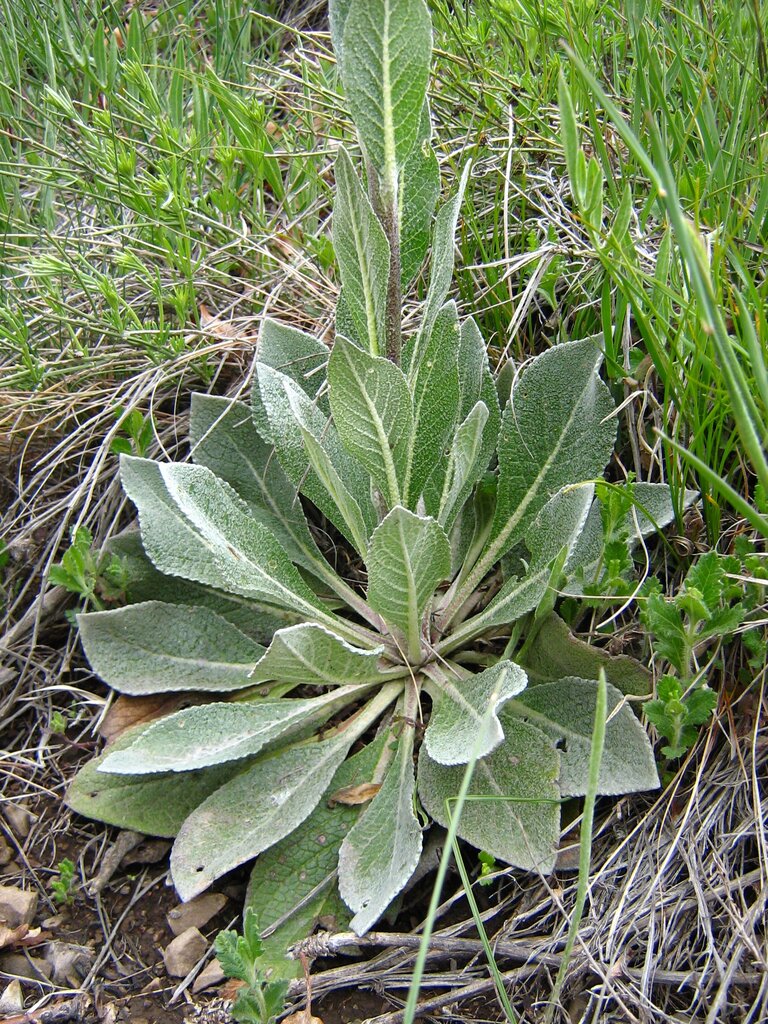 Изображение особи Verbascum urumoffii.