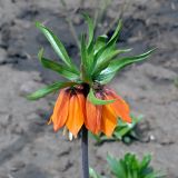 Fritillaria imperialis. Верхушка цветущего растения. Ульяновск, Заволжский р-н, клумба у жилого дома. 27.04.2022.