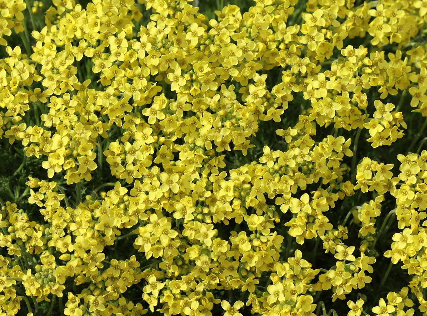 Image of Draba bruniifolia specimen.