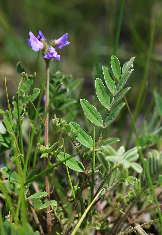 Image of Gueldenstaedtia verna specimen.